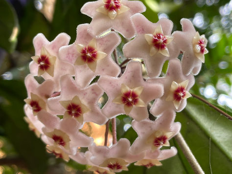 Hoya