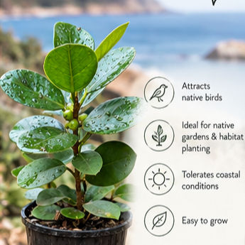 Thumbnail: Ficus microcarpa native plant