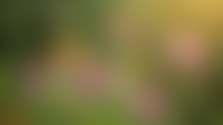 How Sustainable Gardening Benefits and Enhances Biodiversity