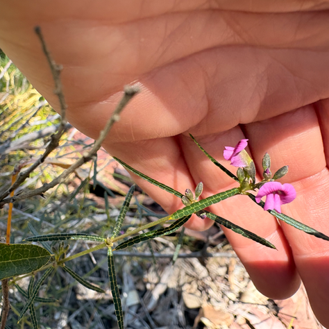 What's Flowering in the Coastal Forest Right Now: September Walk