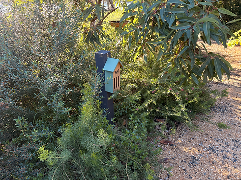 Einadia hastata Native garden