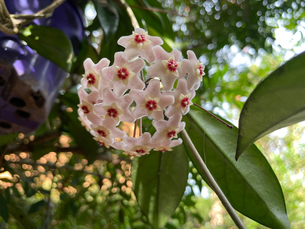 Hoya A cluster of vibrant pink Hoya flowers, with delicate star-shaped blooms - Photo by Isis