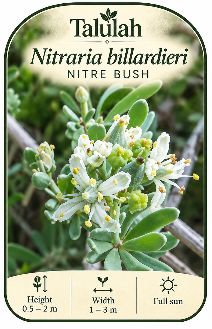 Thumbnail: Nitraria billardieri