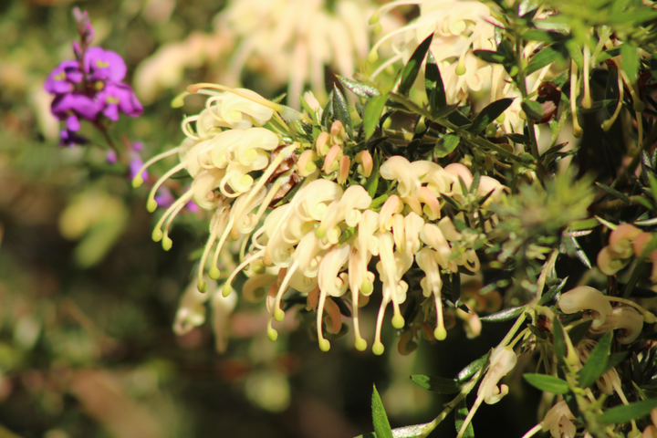 Grevillea flower