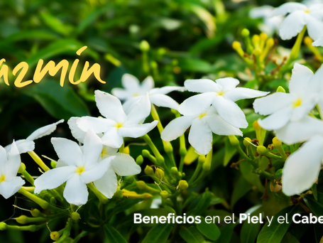 Beneficios del Jazmín