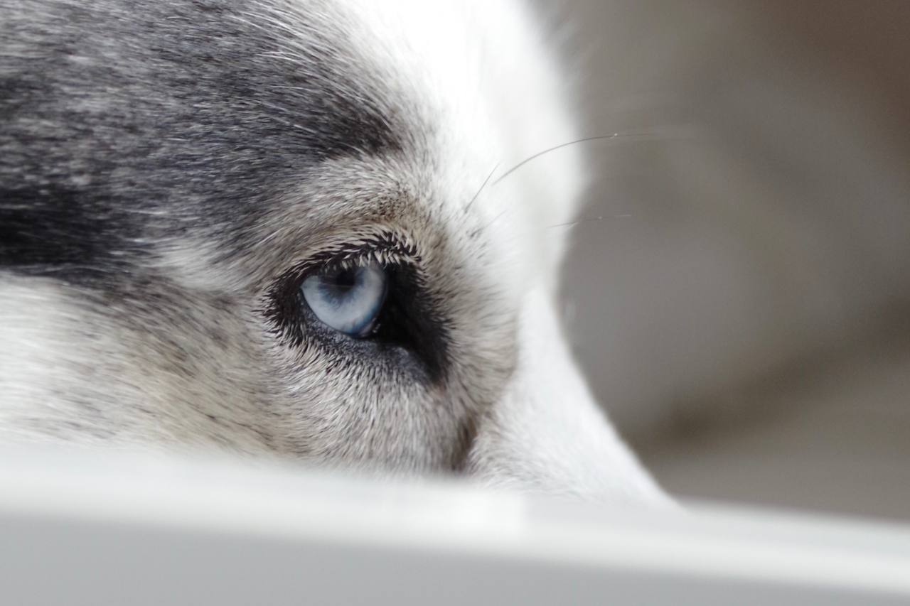 Writer: Husky rescue ireland
