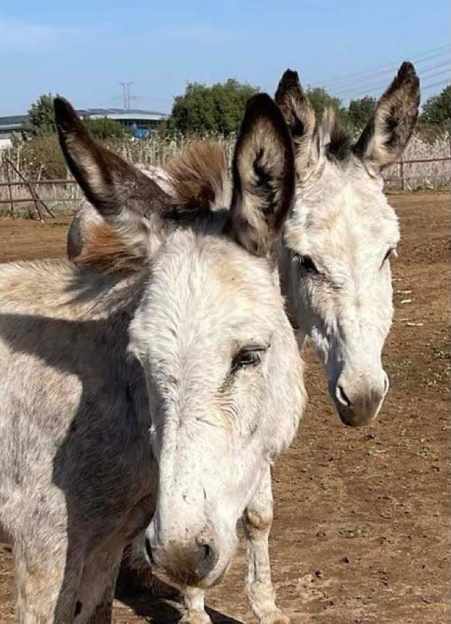 Sam (front) and his dear mama Jane