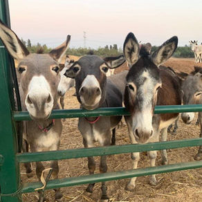 Will come to Israel to help look after us?