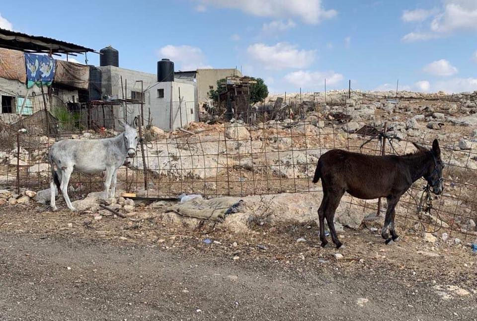 Donkey Outreach Al Razaz