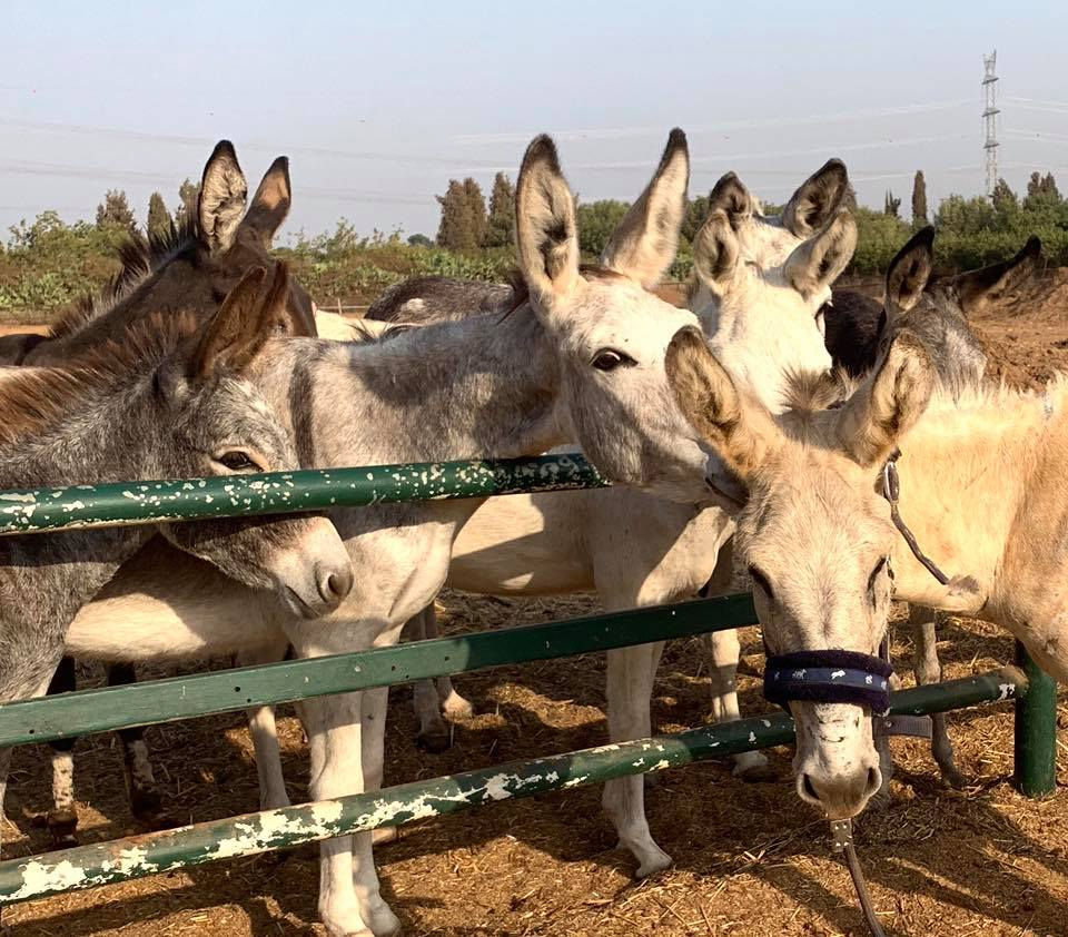 Meeting his new donkey buddies
