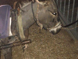 Jeremiah, Lucy's latest rescuee
