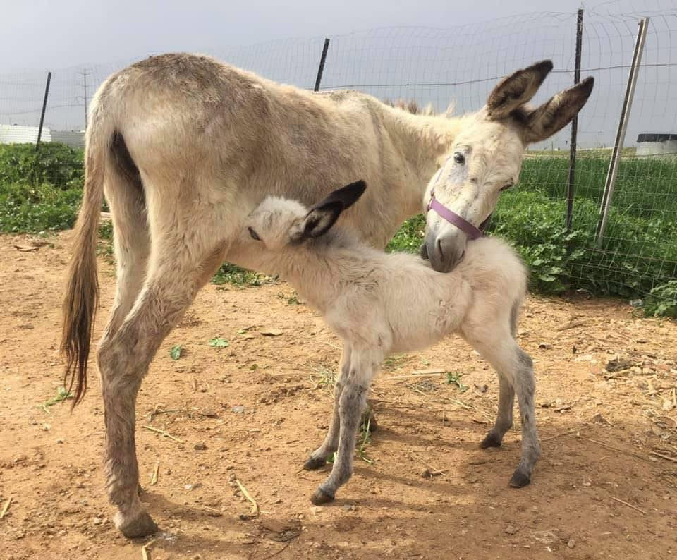 Jane and her foal Sam