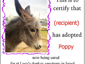 Adopt a Donkey for Donkey Day!