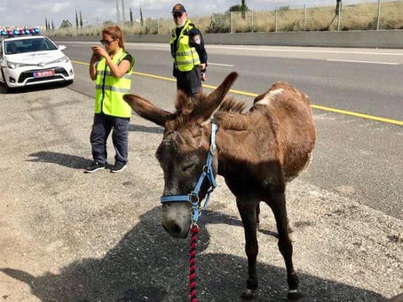 Lucy's latest rescue donkey: Esther