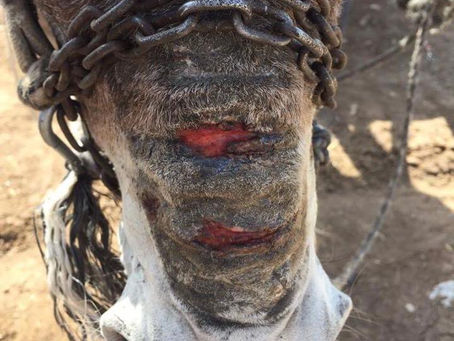 The problem with nose chains...