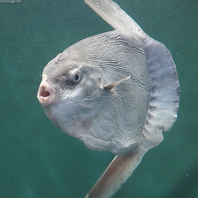 Sunfish