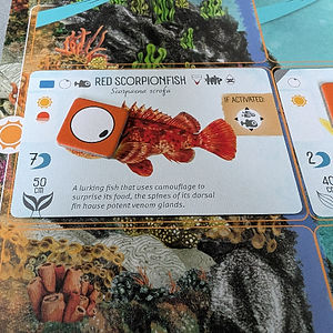 Finspan a quick and easy board game