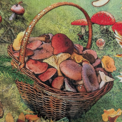 Fungi the board game box