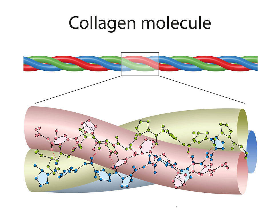 Collagen structure