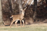  SARS-CoV-2 - Detected in Eastern Townships White Tailed Deer Population