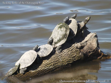 Protect the Turtles of our Chateauguay River!