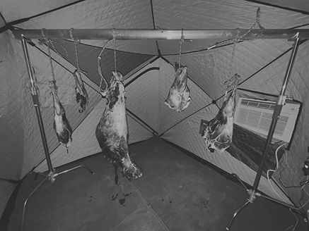 Blacktail-Deer-in-Meatlocker---Dan---s4w