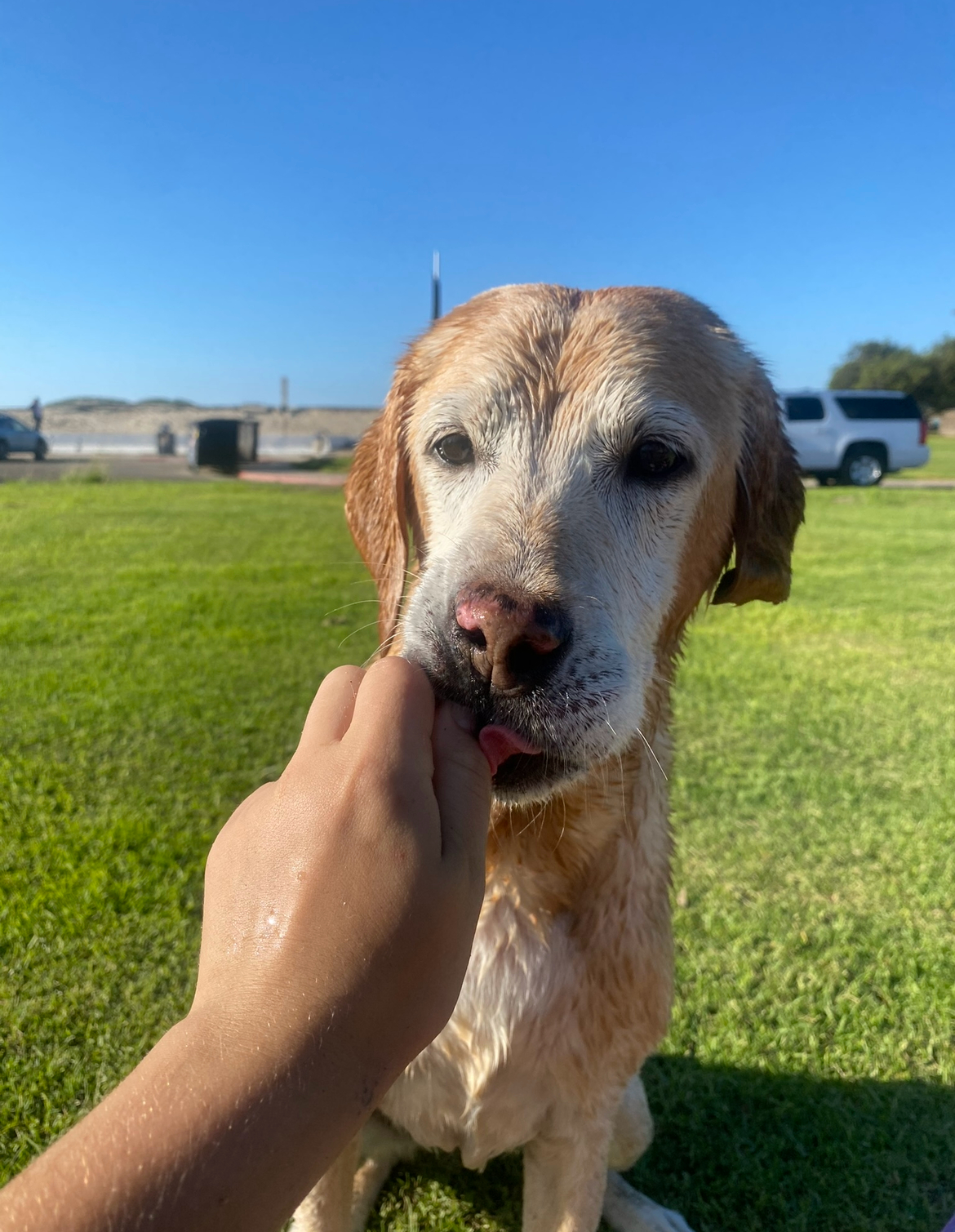 Dog photo