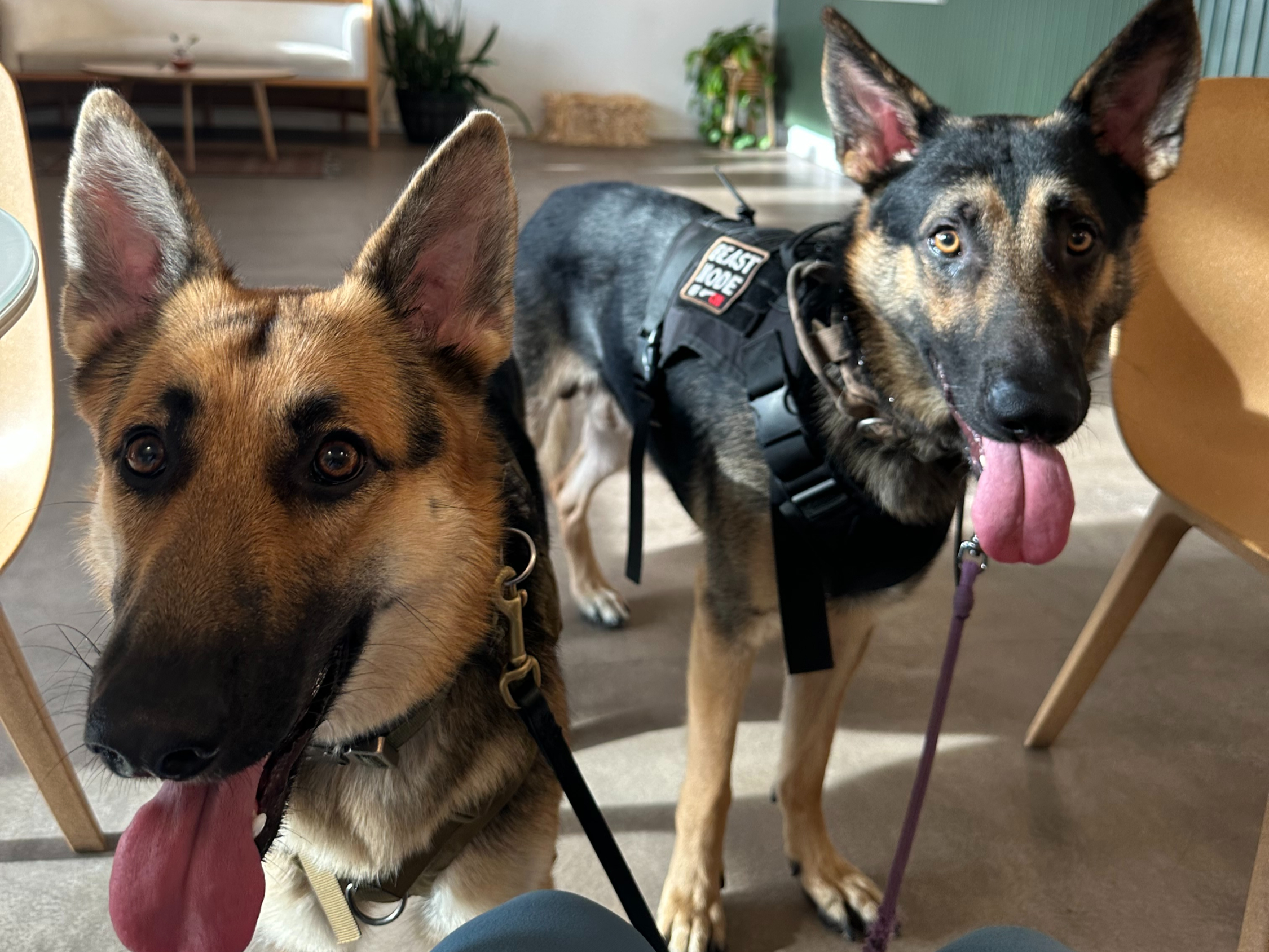 Dog photo