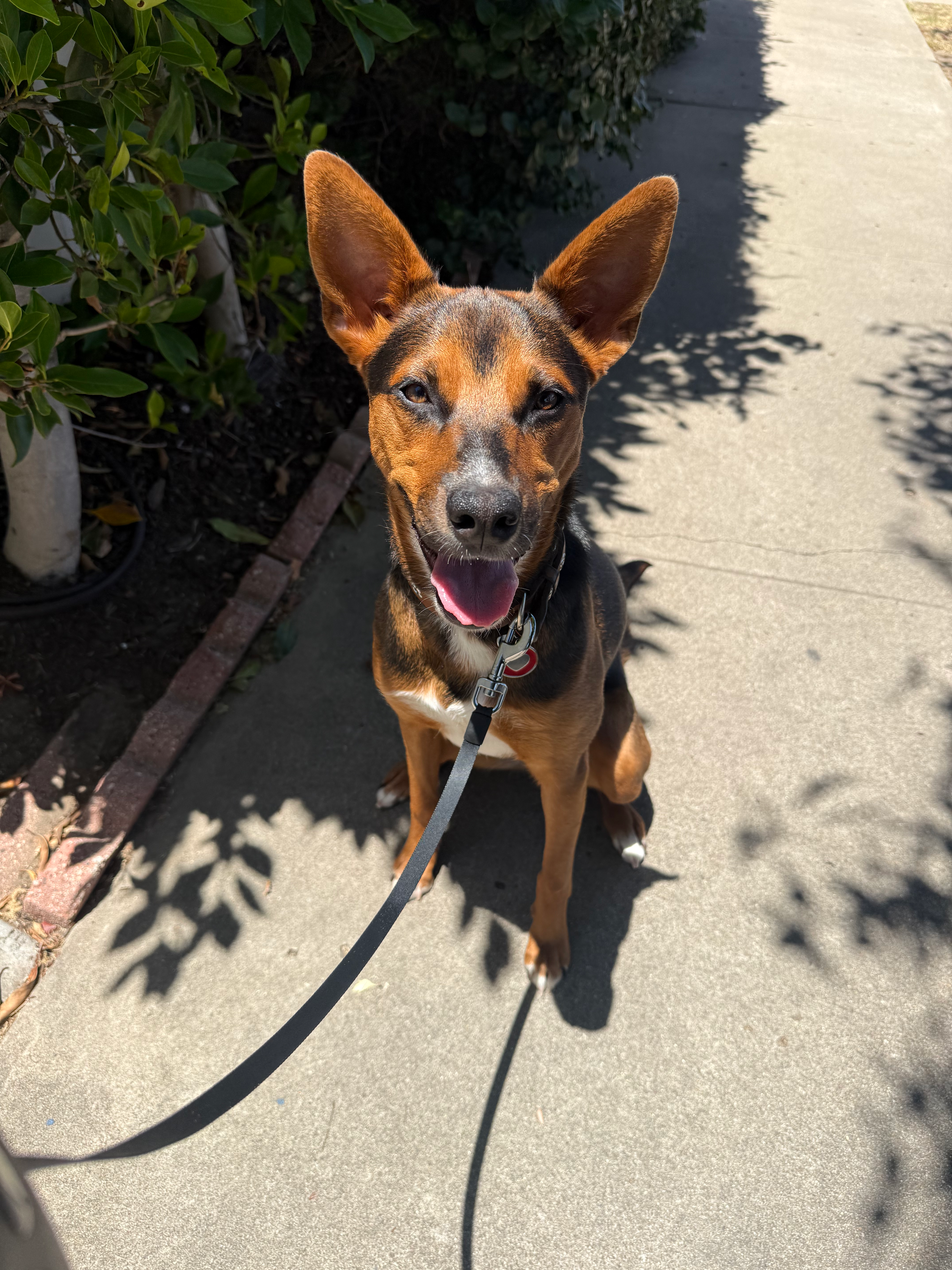 Dog photo