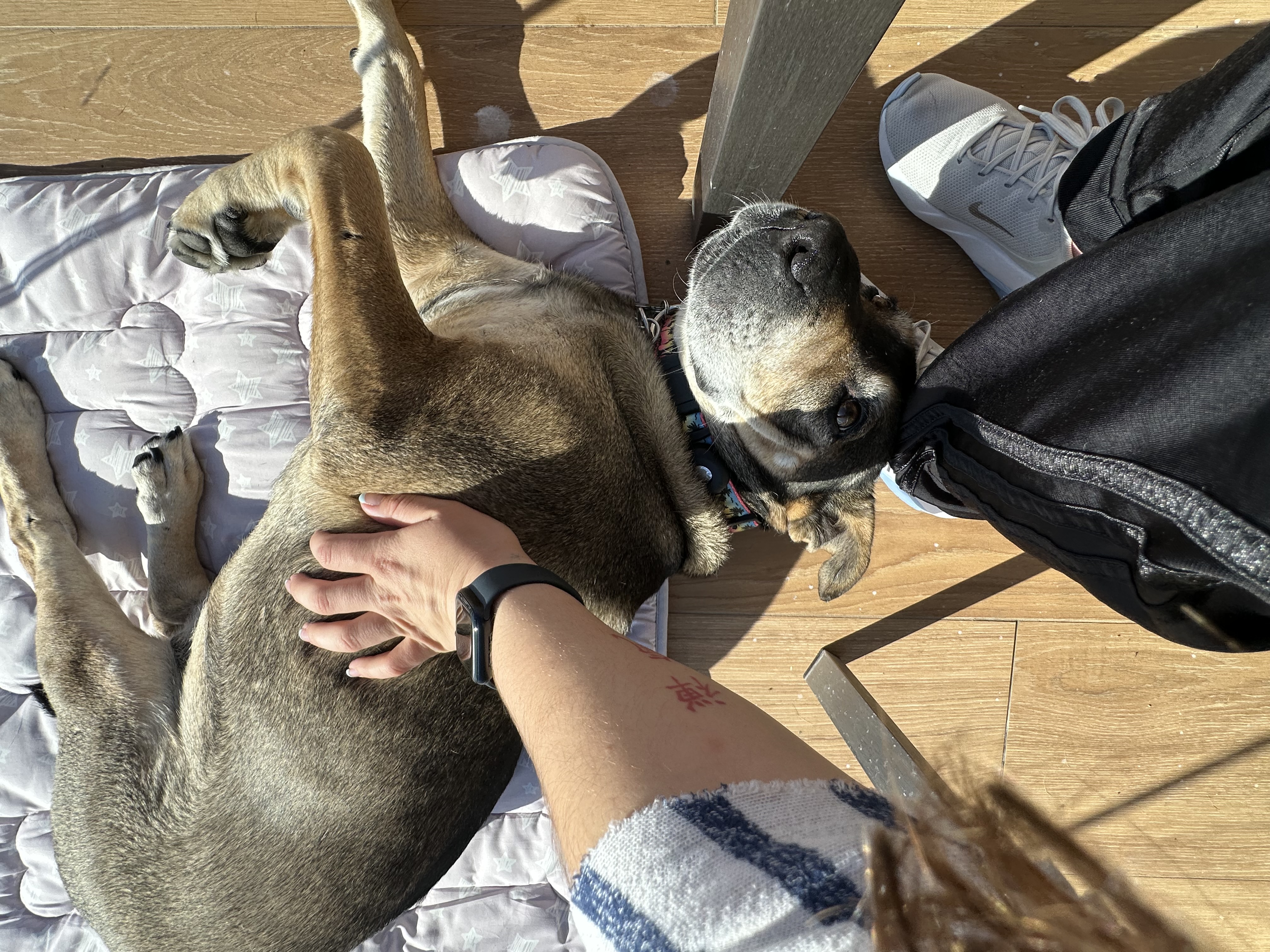 Dog photo
