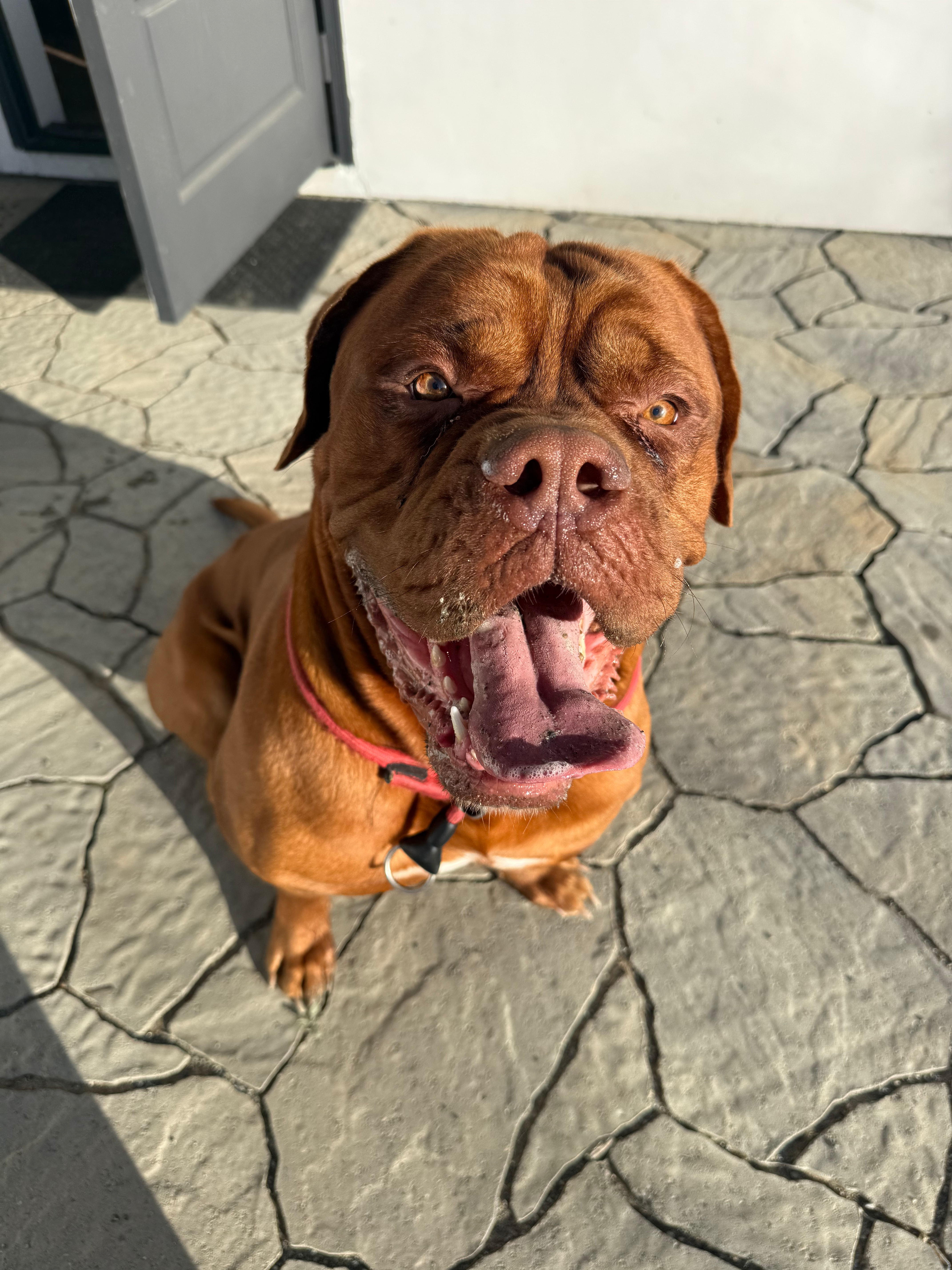 Dog photo