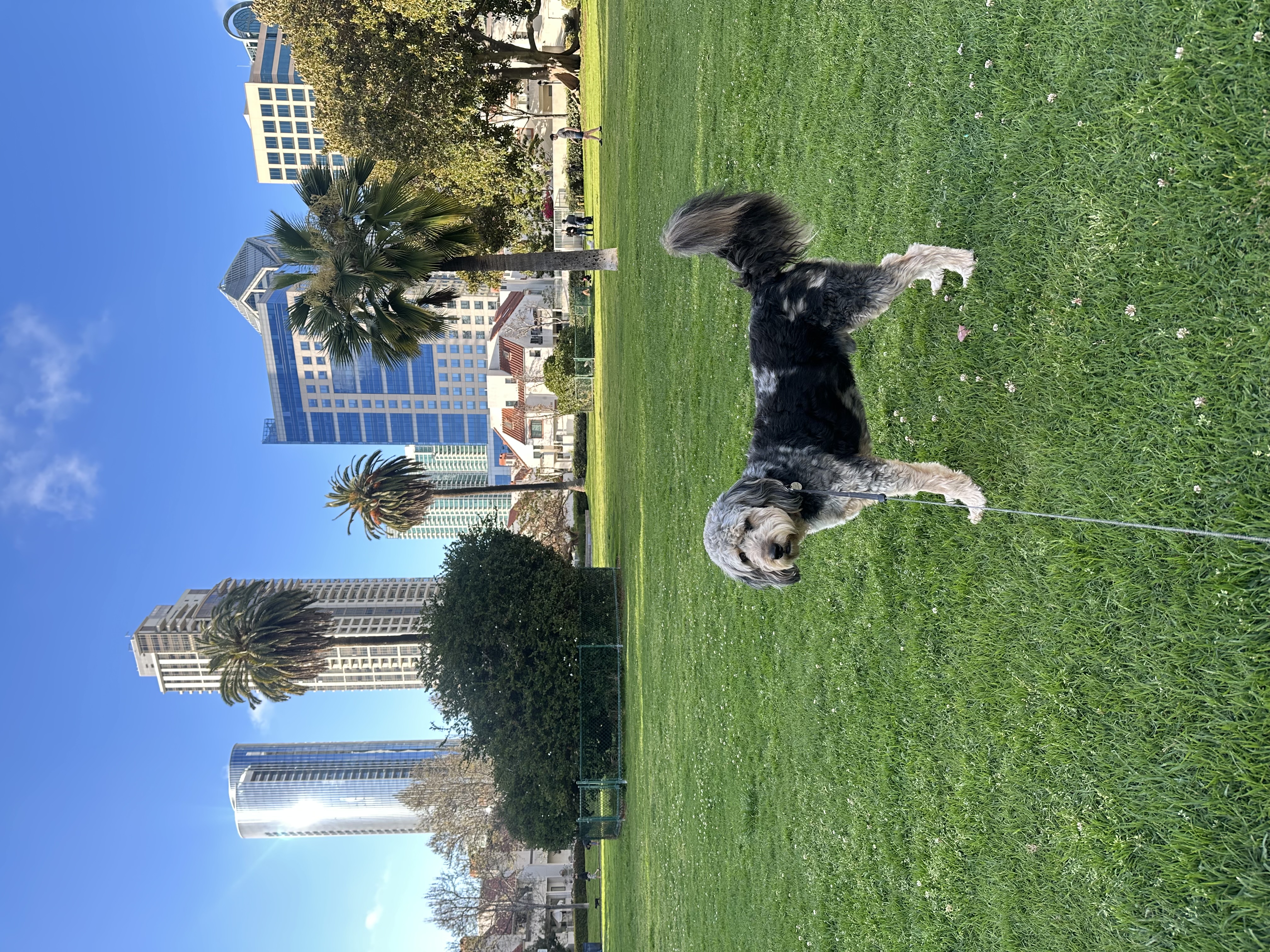 Dog photo