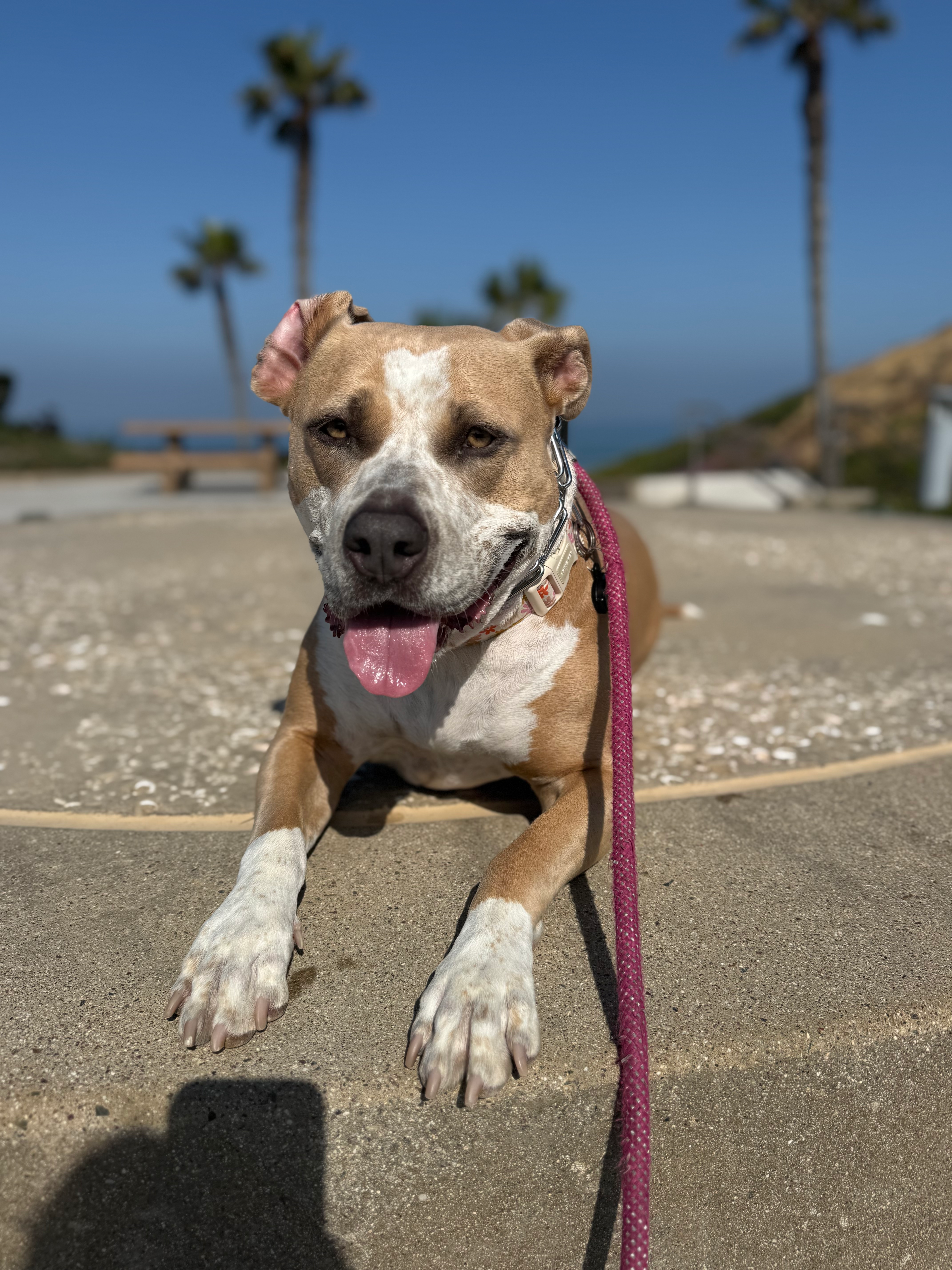 Dog photo