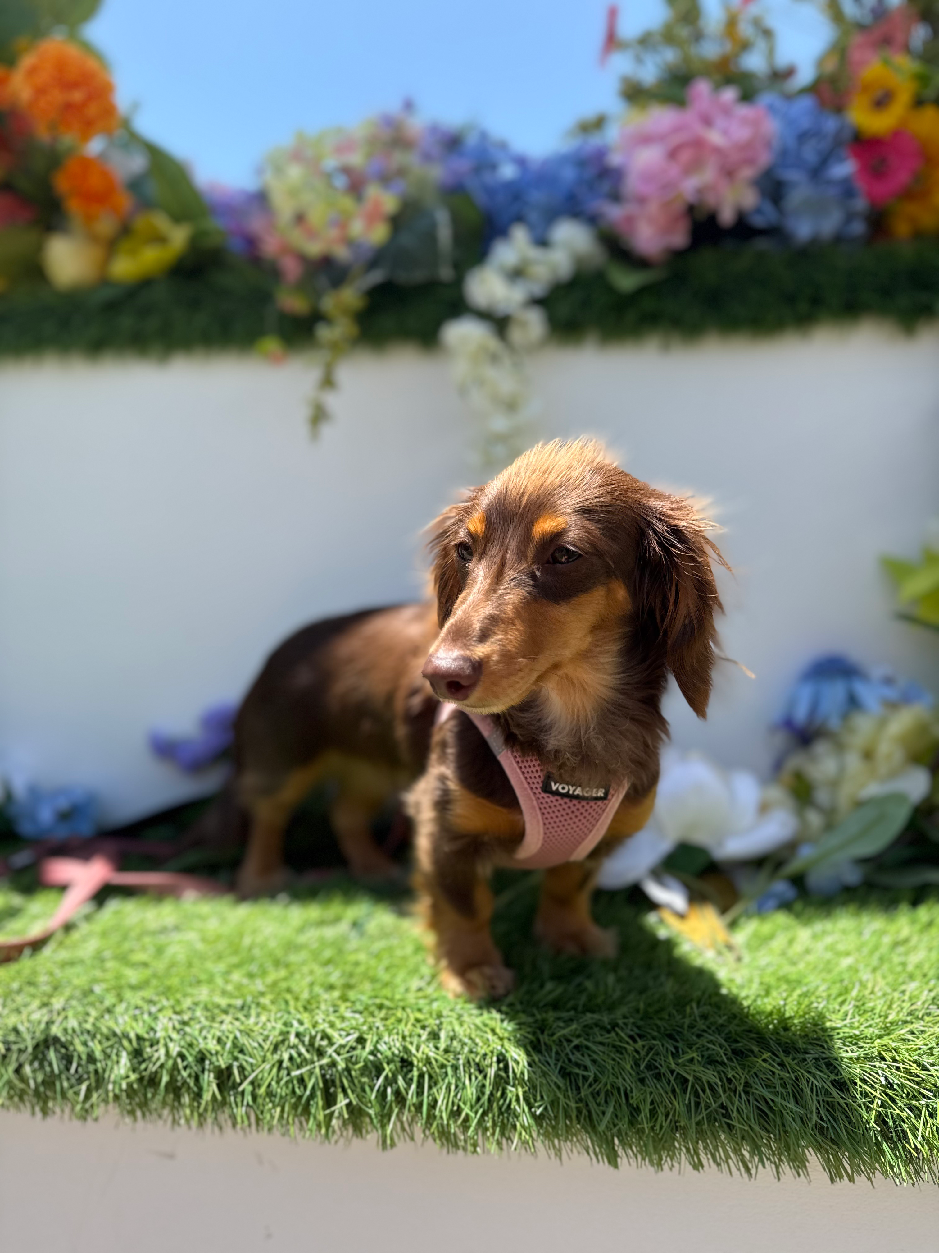 Dog photo