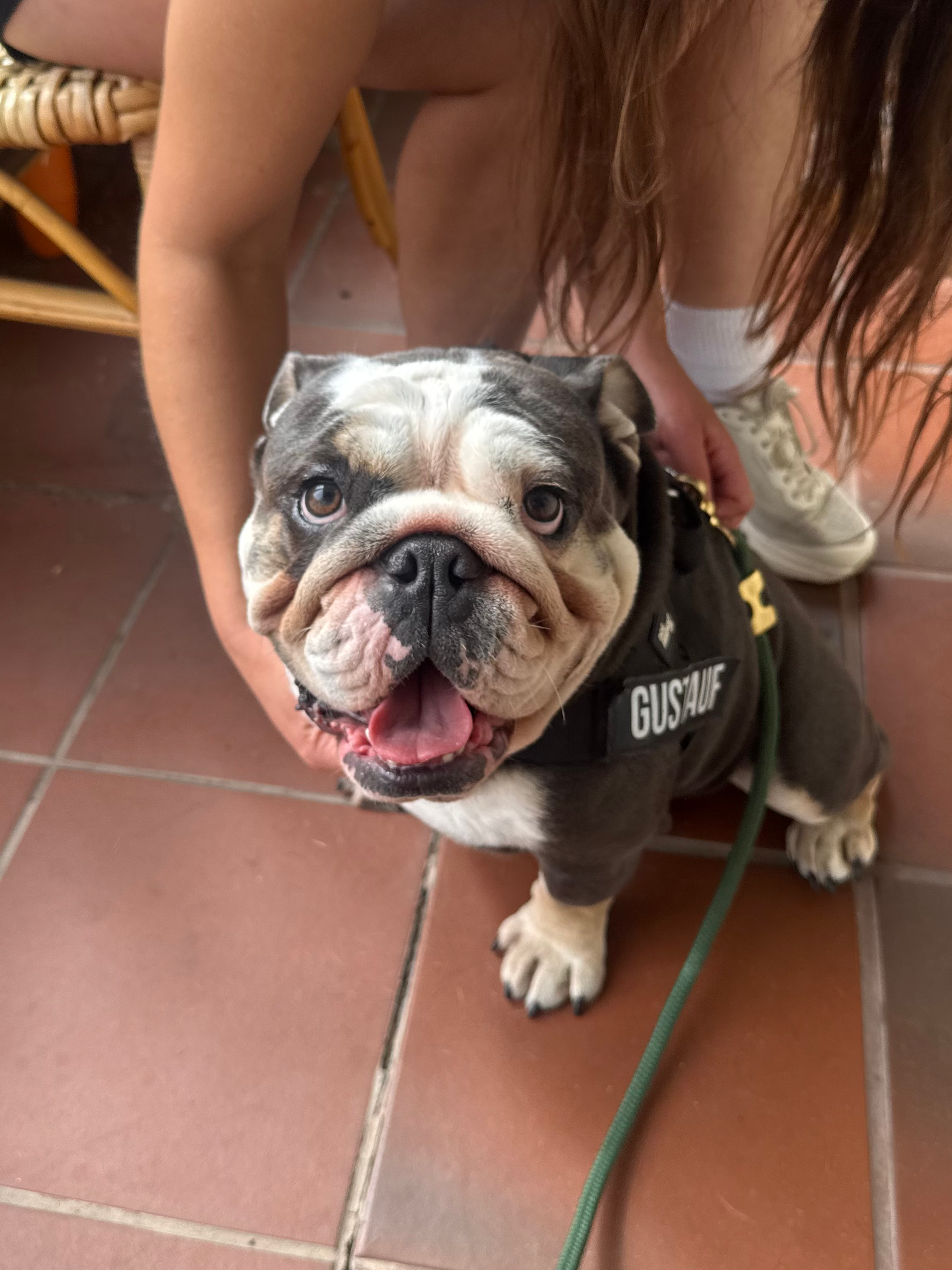 Dog photo