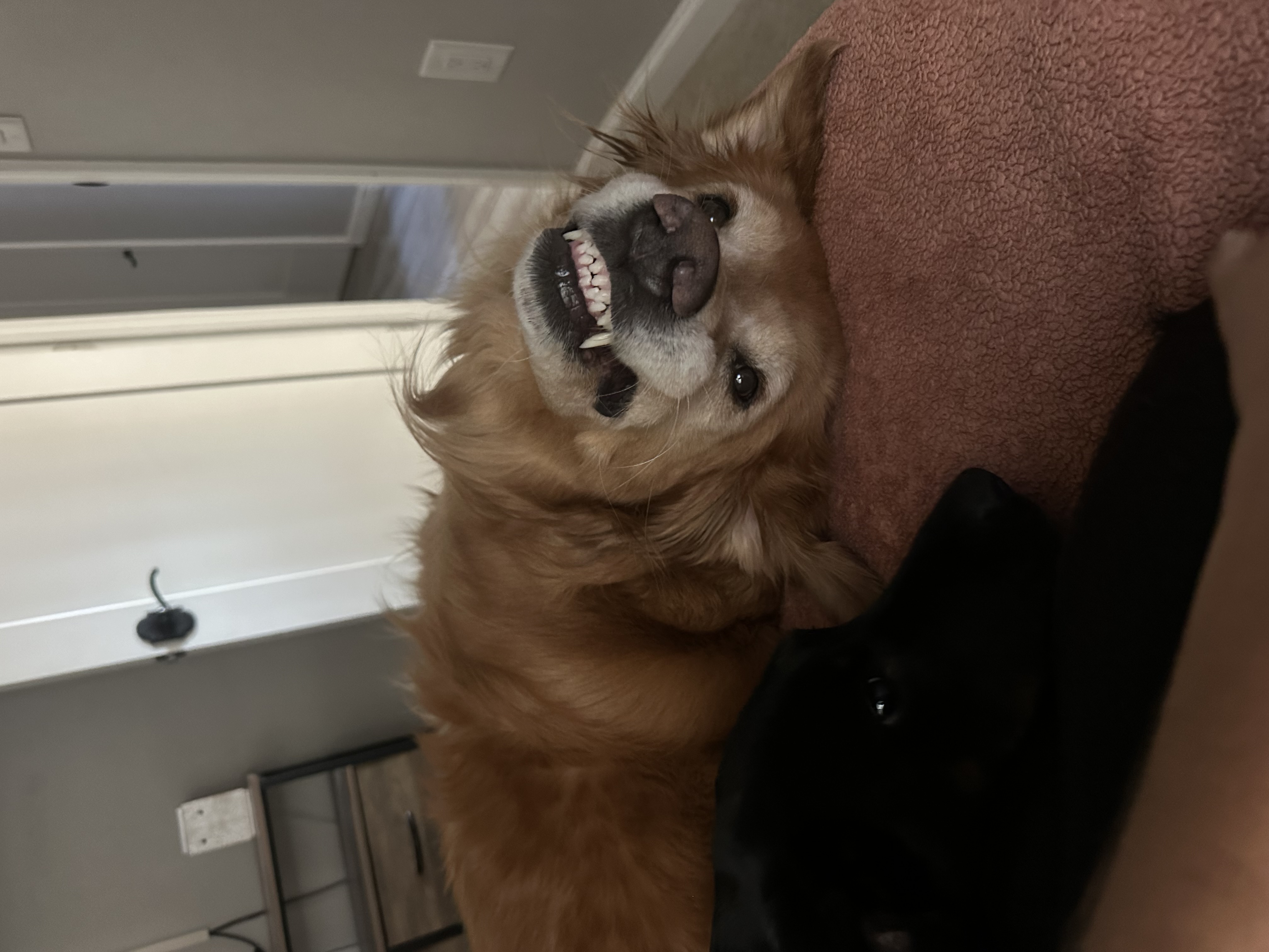 Dog photo