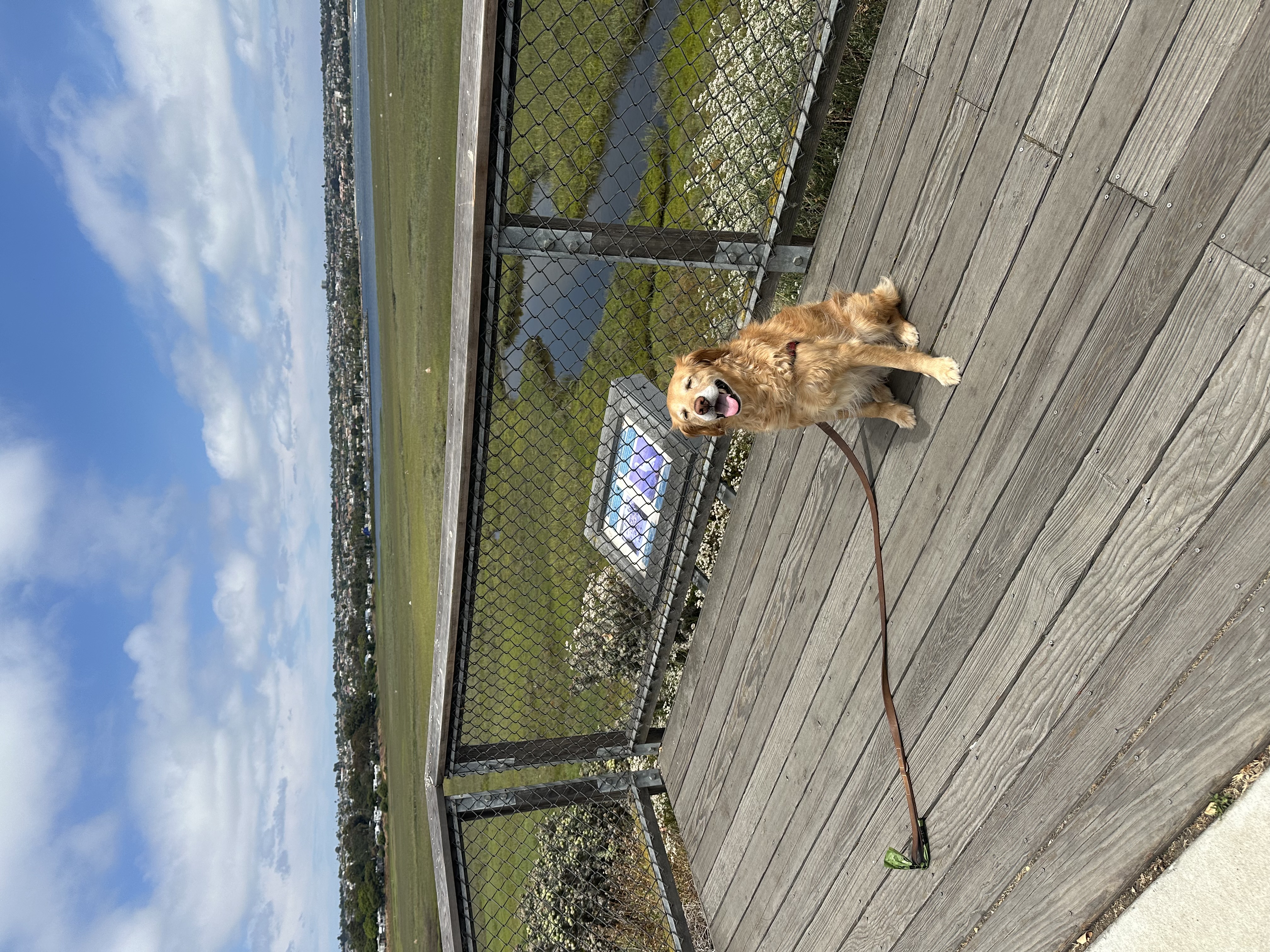 Dog photo