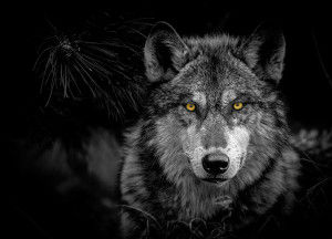 Finn's Journal #15 - Skennis the Werewolf
