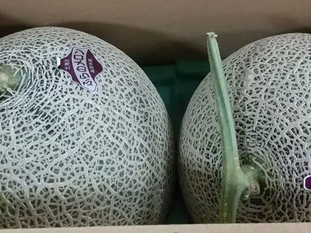 メロンさん、マンゴー君愛してるよ😘