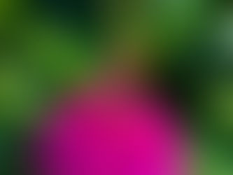 Colorful plants and flowers at Parker County Master Gardeners Annual Plant Sale 2026 at Heritage Park Pavilion near Lonestar 23 RV Park Weatherford TX