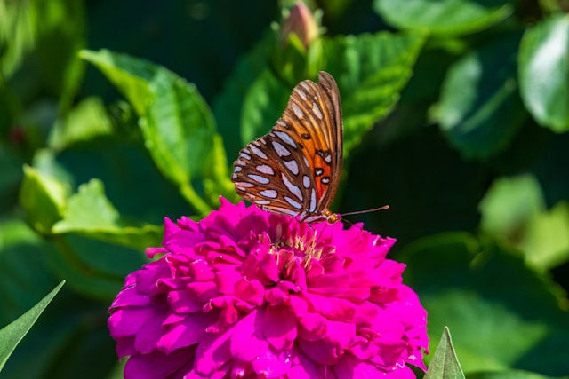 Colorful plants and flowers at Parker County Master Gardeners Annual Plant Sale 2026 at Heritage Park Pavilion near Lonestar 23 RV Park Weatherford TX