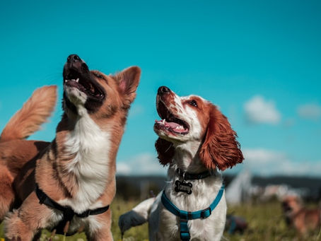 Pet-Friendly RV Living in Texas: Why Lonestar 23 RV Park Feels Like Home for Dogs & Their Humans
