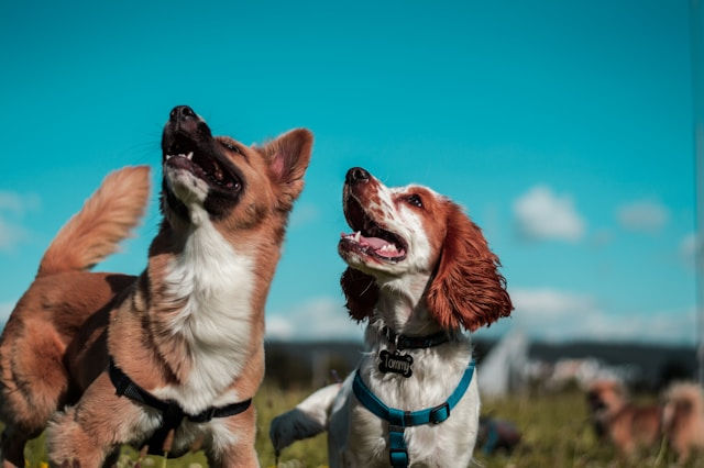 Happy dogs play in one of two dog parks at pet friendly RV park Weatherford Texas.