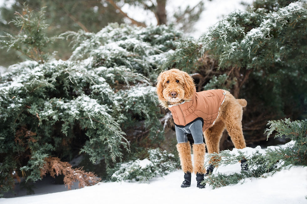 Thumbnail: Urban Parka - Caramel