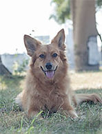mittendrin-hund.jpg