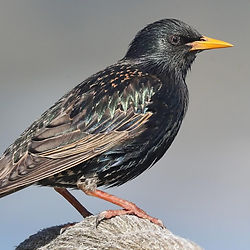European starling_edited.jpg