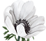 AA__0001_Snowy-peeping-anemone_edited.png