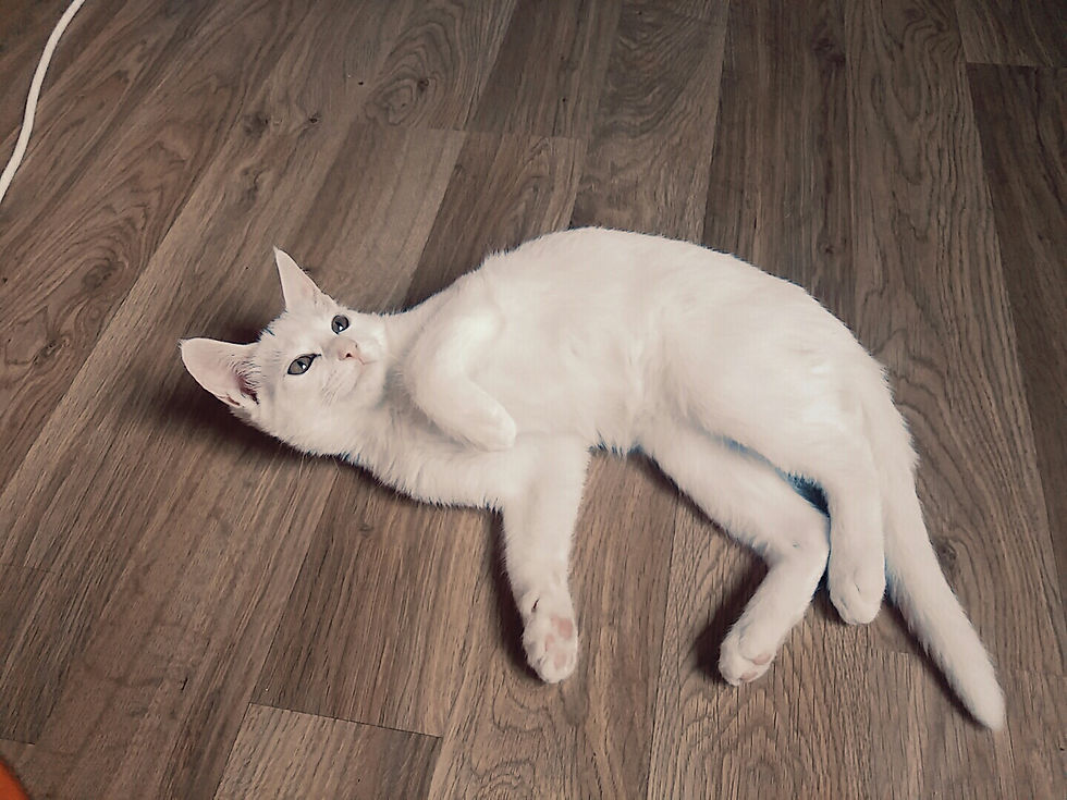 방바닥이 좋구나