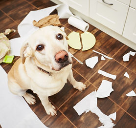 All Star Mutts Dog Training .jpeg