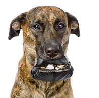 All Star Mutts Dog Training